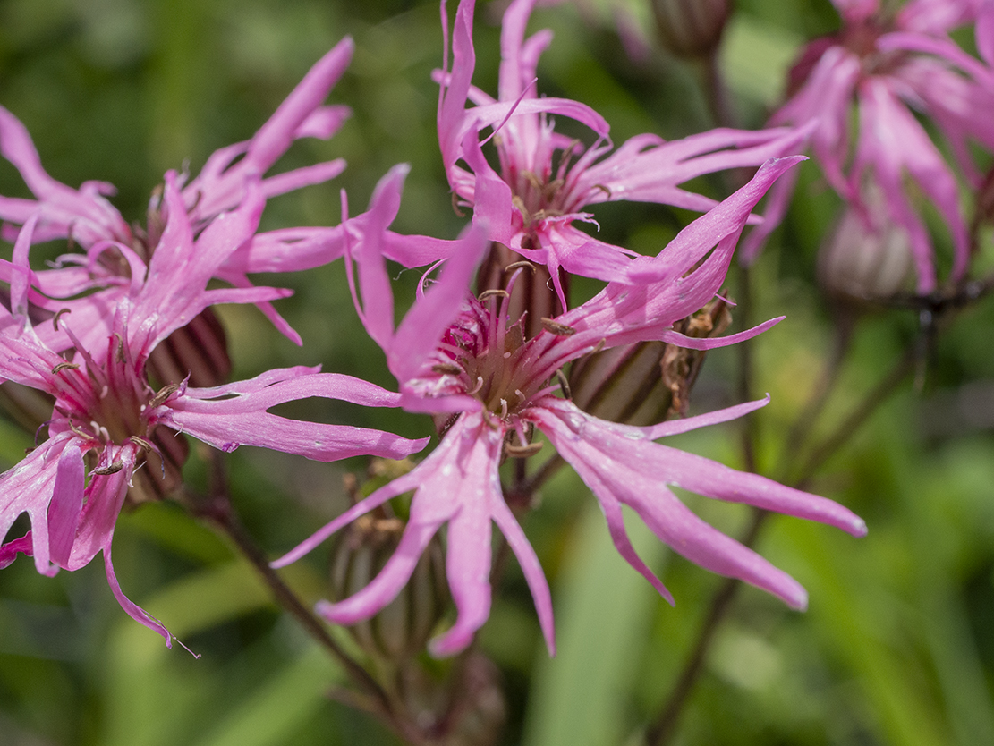 IMAGES\Echte koekoeksbloem (silene flos cuculi)\P1280268.jpg